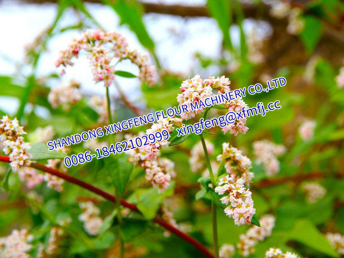 Buckwheat flower